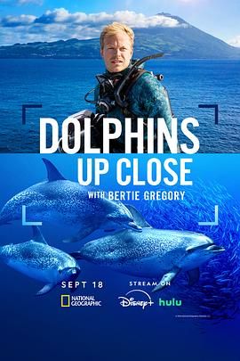 摄影师贝尔蒂与海豚零距离